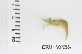 Media type: image;   Invertebrate Zoology CRU-10136 Description: Preserved specimen.;